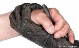 Dłoń - człowiek i szympans