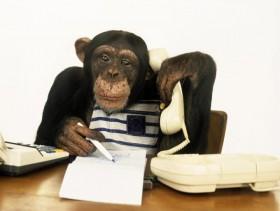 Szympans biurowy ;)