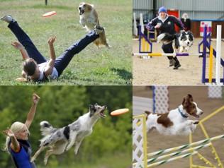 agility i dog-freesbee