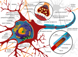 Budowa neuronu - źródło: Wikimedia